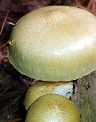 Neolentinus lepideus