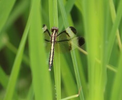 Neurothemis tullia