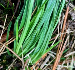 Stylidium graminifolium
