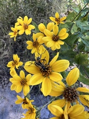 Heliopsis parvifolia