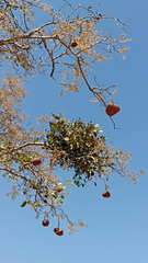 Magonia pubescens