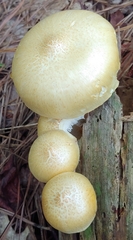 Neolentinus lepideus