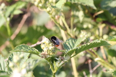 Bombus lapidarius