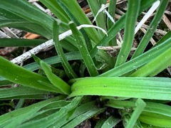Stylidium graminifolium