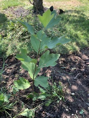 Platanus