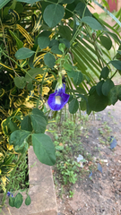 Clitoria ternatea