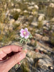 Anisodontea scabrosa