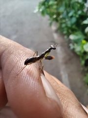 Odontomantis