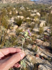 Anisodontea scabrosa