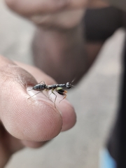 Odontomantis