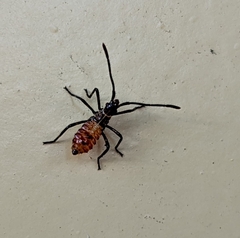 Leptoglossus occidentalis