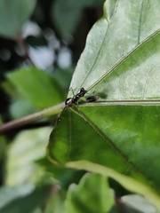 Odontomantis