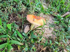 Amanita parcivolvata