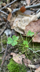 Oxalis