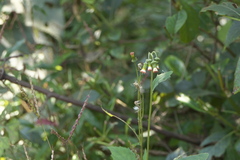 Gynura