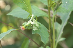 Gynura
