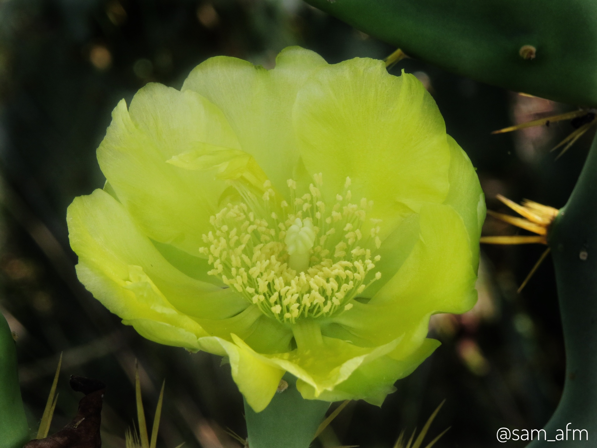 Opuntia dillenii