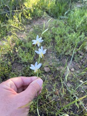 Hesperantha bachmannii