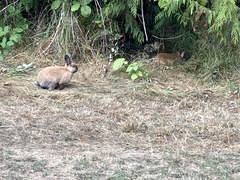Oryctolagus cuniculus domesticus