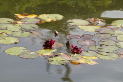 Nymphaea × marliacea