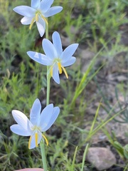 Hesperantha bachmannii