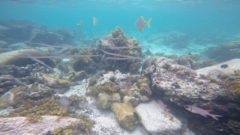 Fistularia commersonii