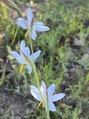 Hesperantha bachmannii