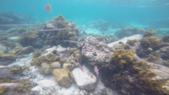 Fistularia commersonii