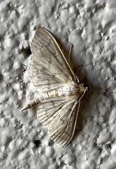 Herpetogramma aeglealis