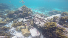 Fistularia commersonii