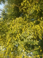 Styphnolobium japonicum