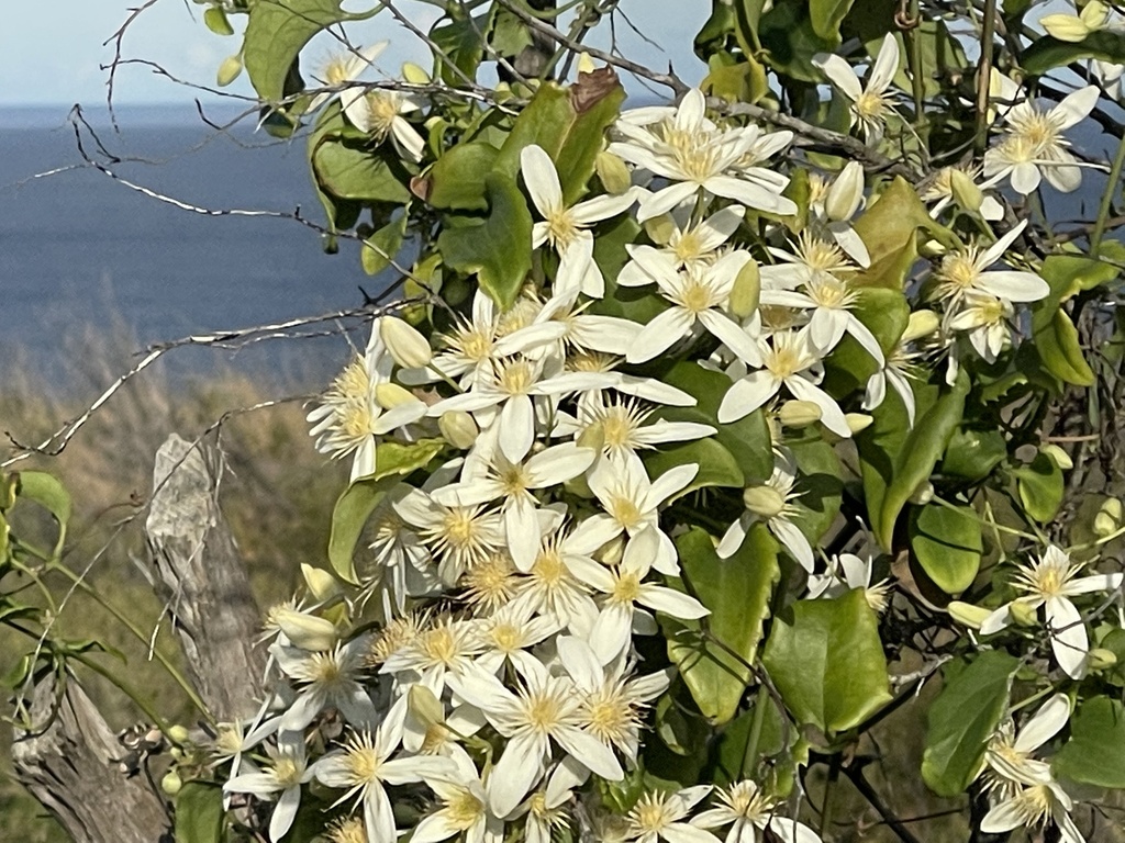 Australian Clematis from Booderee National Park, Jervis Bay, Jervis Bay ...