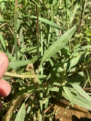 Amaranthus tuberculatus