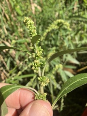 Amaranthus tuberculatus