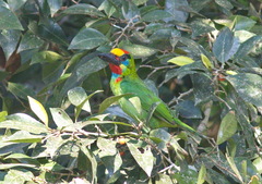 Psilopogon mystacophanos