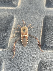 Leptoglossus clypealis