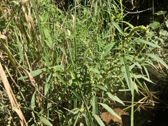 Amaranthus tuberculatus
