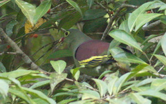 Treron curvirostra
