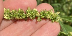 Amaranthus tuberculatus
