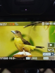 Ramphocelus flammigerus icteronotus