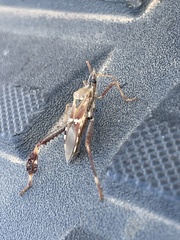 Leptoglossus clypealis