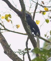 Berenicornis comatus