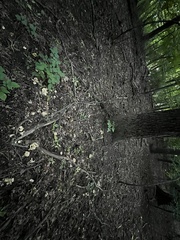 Lyophyllum