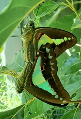 Graphium choredon