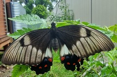 Papilio aegeus