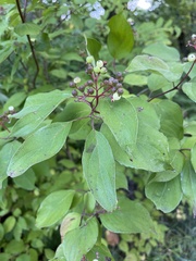 Cornus drummondii