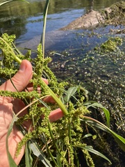 Amaranthus tuberculatus