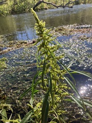 Amaranthus tuberculatus