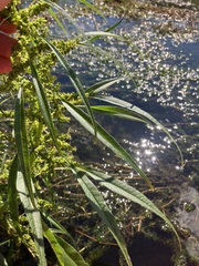 Amaranthus tuberculatus