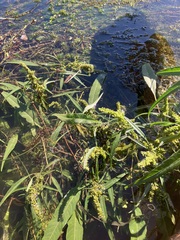 Amaranthus tuberculatus